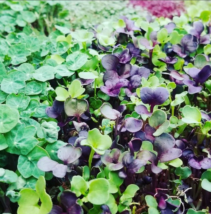 Natures Way 242 Microgreens